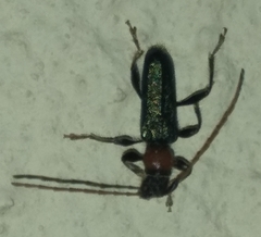 Cartallum ebulinum