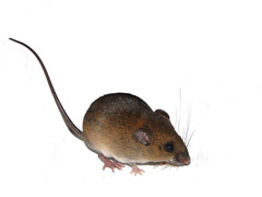 Talamancan Rice Rat photo 1