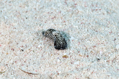 Camachoaglaja berolina