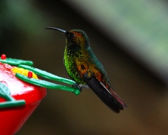 Microchera cupreiceps