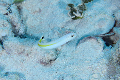 Malacanthus plumieri