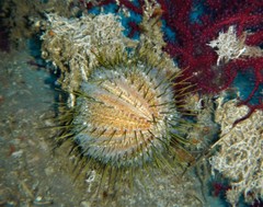 Echinus melo