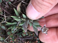 Trichodiadema occidentale