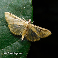 Pycnarmon aeriferalis