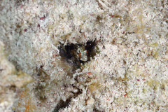 Emblemaria pandionis