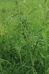Sanguisorba parviflora
