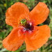 Mediterranean Poppy - Photo (c) Antonio Morell, some rights reserved (CC BY-NC), uploaded by Antonio Morell
