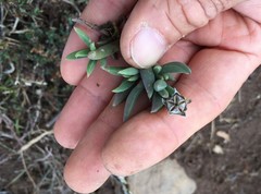 Trichodiadema occidentale