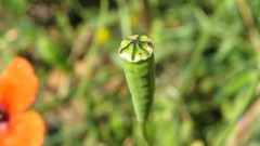 Papaver pinnatifidum