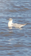 Chroicocephalus philadelphia