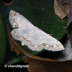 Scopula propinquaria