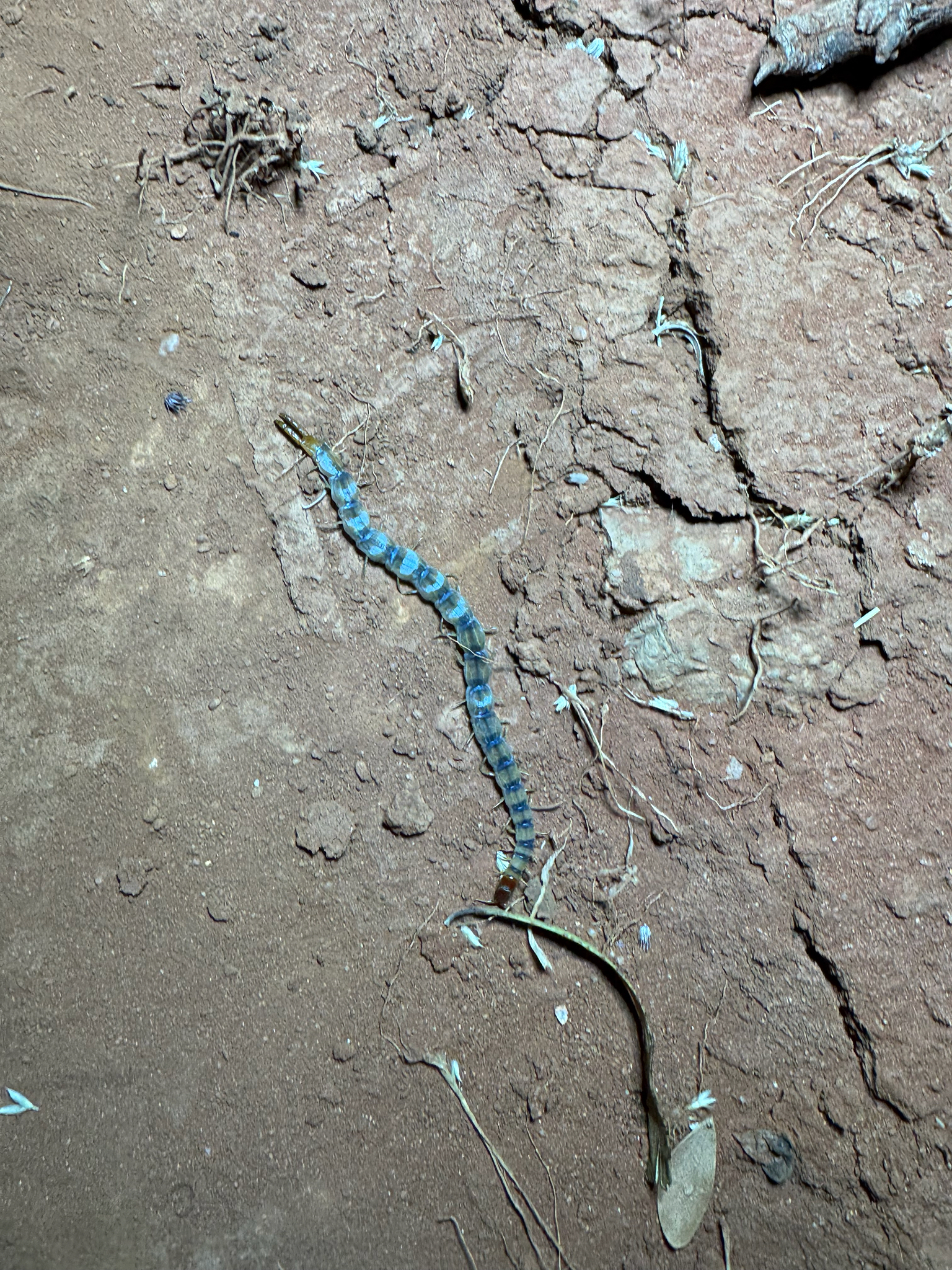 Arthrorhabdus mjobergi Kraepelin, 1916