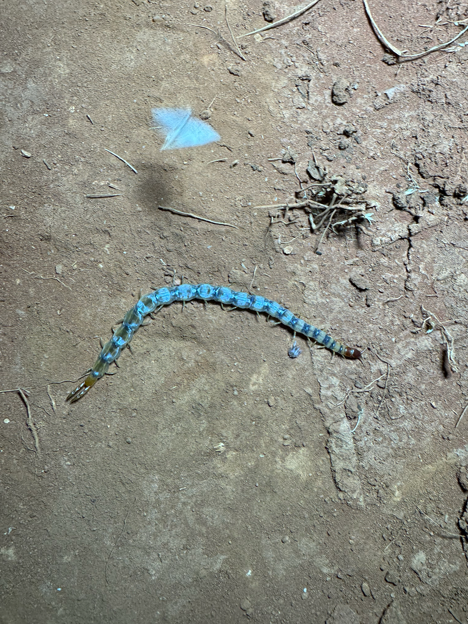 Arthrorhabdus mjobergi Kraepelin, 1916