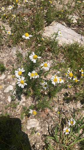 German Chamomile
