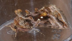 Autographa pulchrina