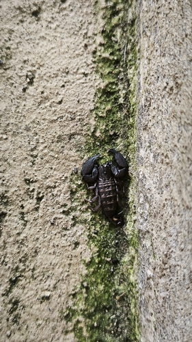 Dwarf Wood Scorpion