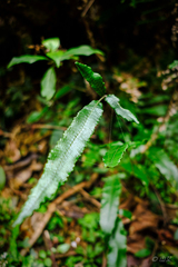 Grypothrix triphylla