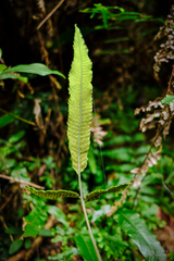 Grypothrix triphylla