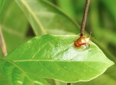 Aspidimorpha furcata