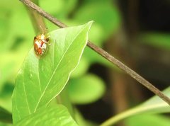 Aspidimorpha furcata