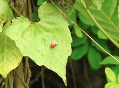 Aspidimorpha furcata