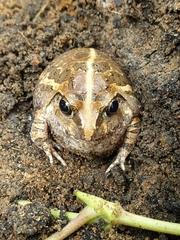 Sphaerotheca breviceps