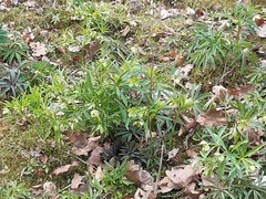 Helleborus dumetorum