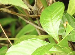 Aspidimorpha furcata