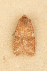 Lithophane semiusta