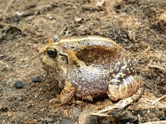Sphaerotheca breviceps