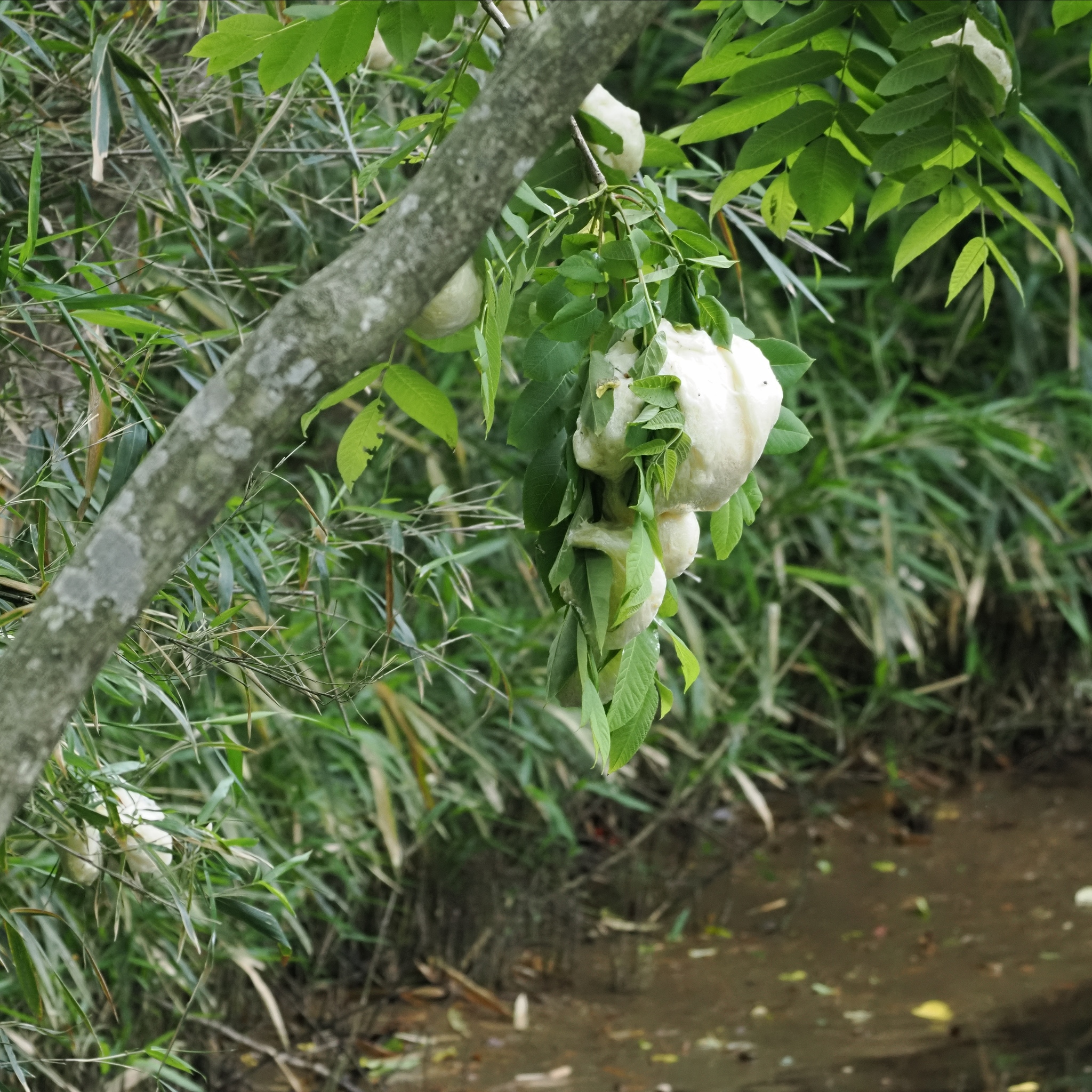 Kinugasa Flying Frog, Zhangixalus arboreus