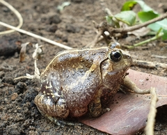 Sphaerotheca breviceps