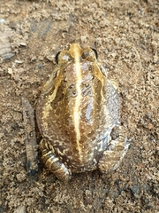 Sphaerotheca breviceps