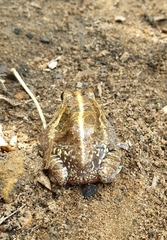 Sphaerotheca breviceps