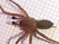 Eratigena fuesslini
