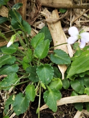 Viola nagasawae