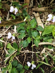 Viola nagasawae