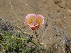 Calochortus plummerae
