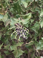 Grevillea dilatata