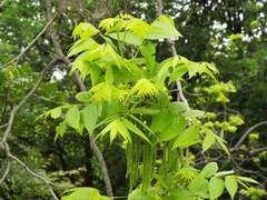 Juglans mollis