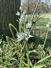 Ornithogalum nutans