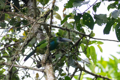 Aulacorhynchus coeruleicinctis