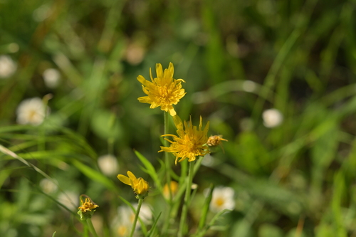Scorzonera cana, photograph 2