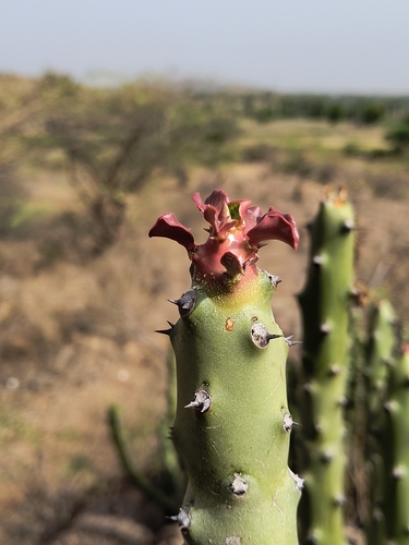 Euphorbia caudiculosa