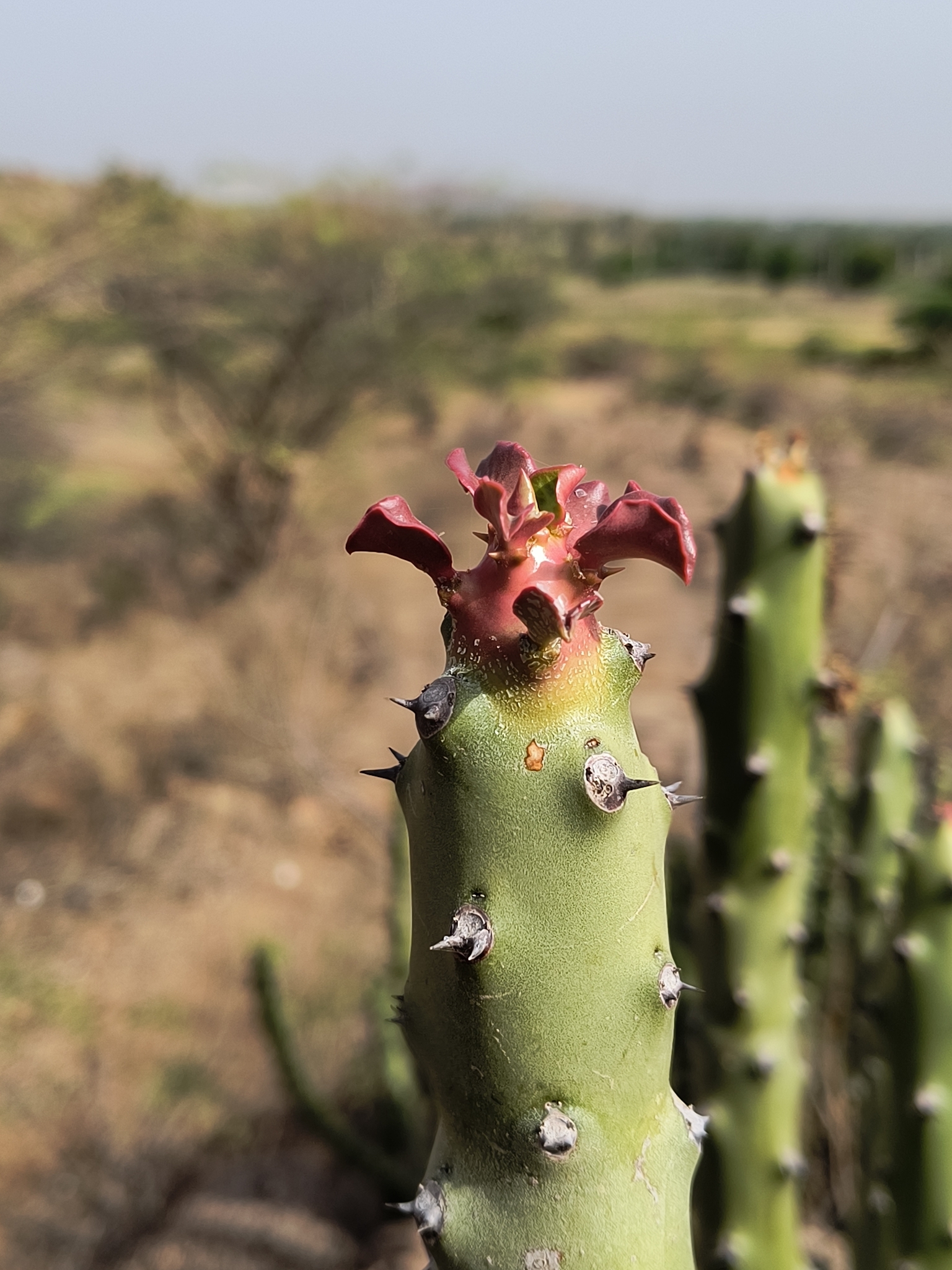 Euphorbia caudiculosa
