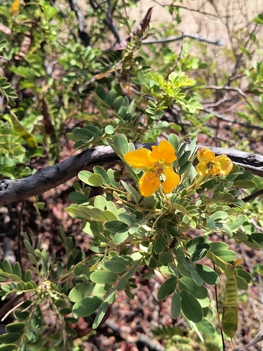 matura tea tree