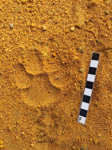 Brown Hyaena