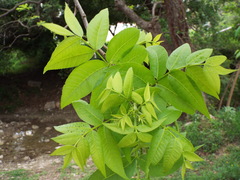Juglans mollis
