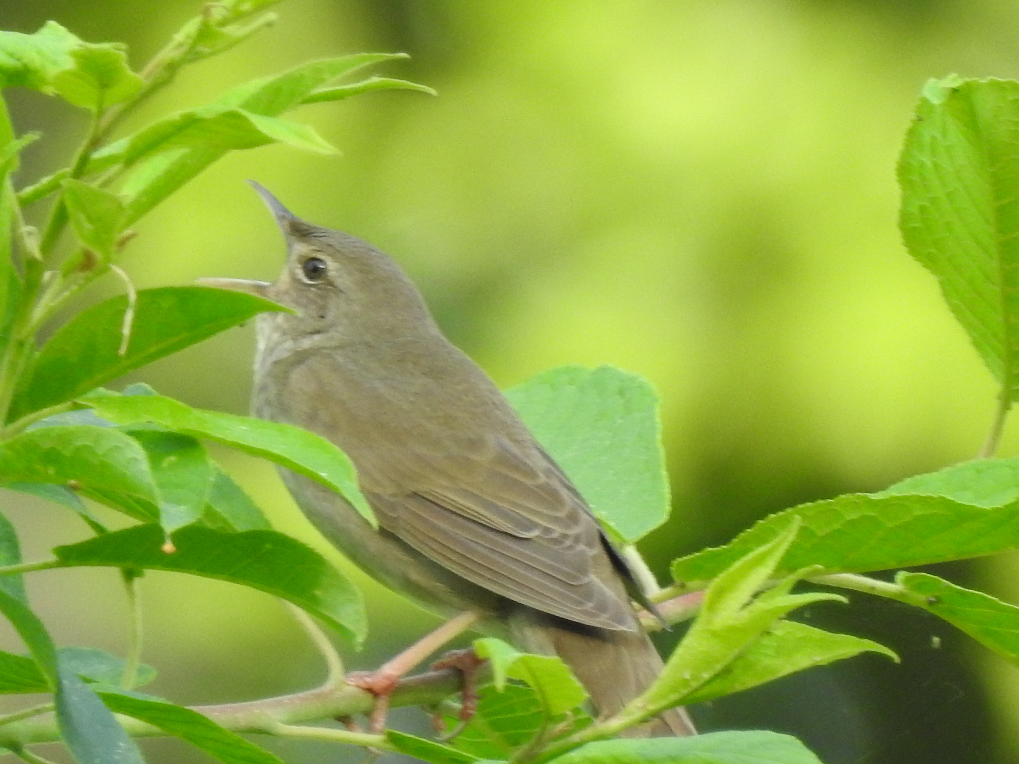 River Warbler (Locustella fluviatilis), photo 2