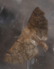 Odontopera bidentata